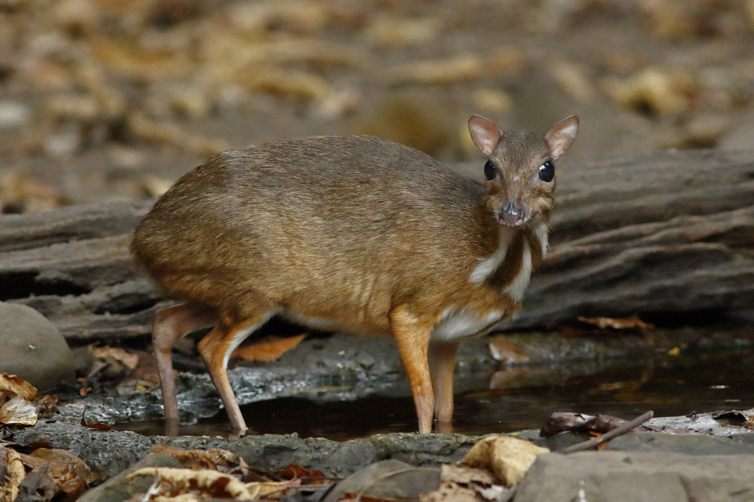 Lesser Mousedeer