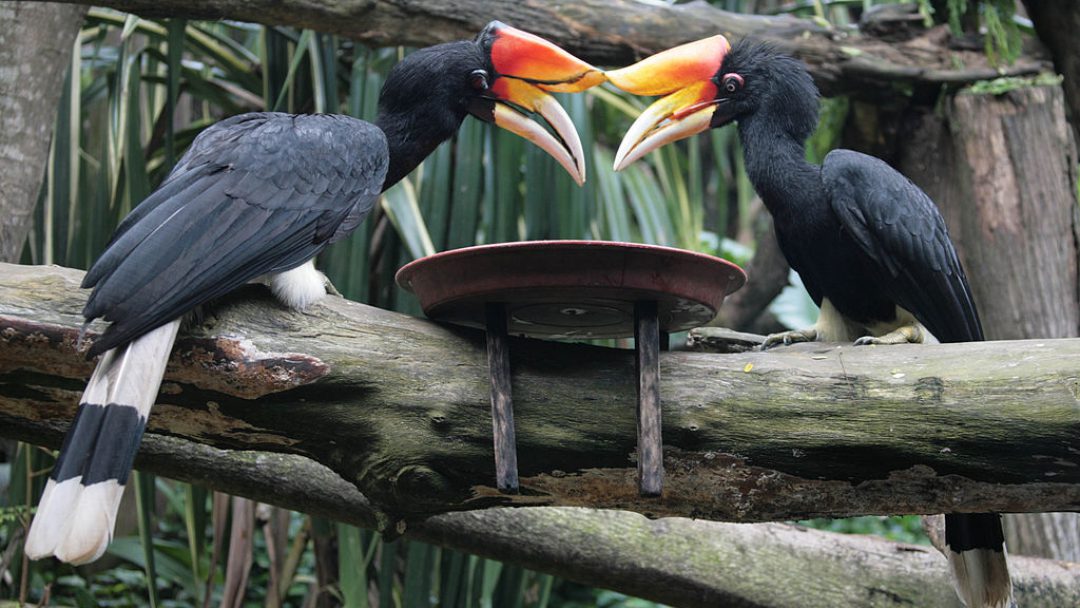 Singapore Zoo