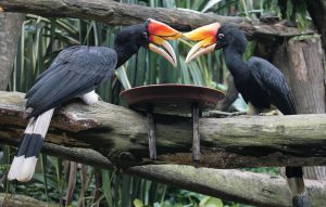 Singapore Zoo