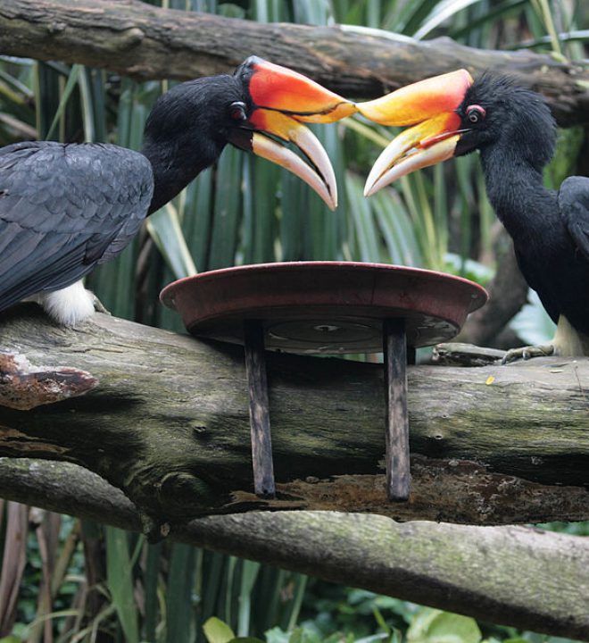 Singapore Zoo