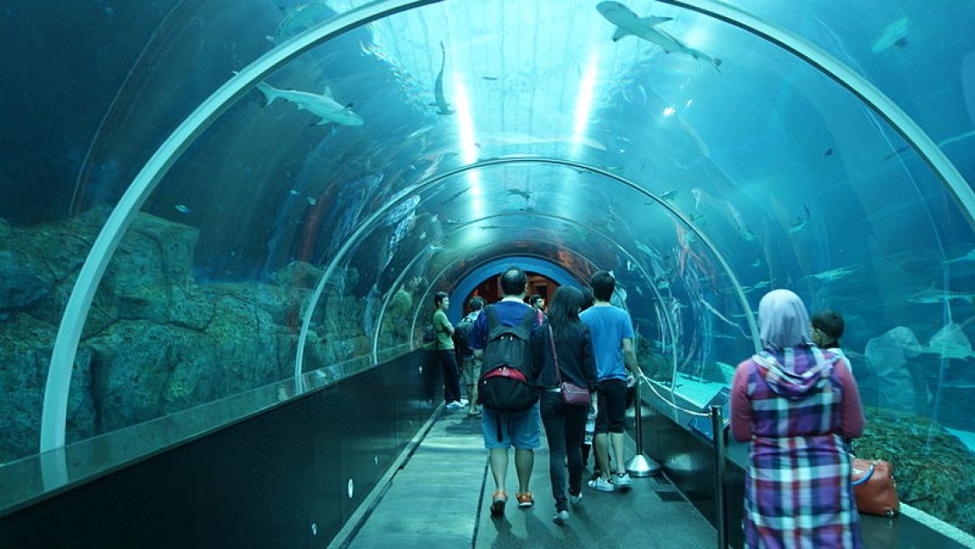 Shark Seas, S.E.A. Aquarium