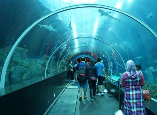 Shark Seas, S.E.A. Aquarium