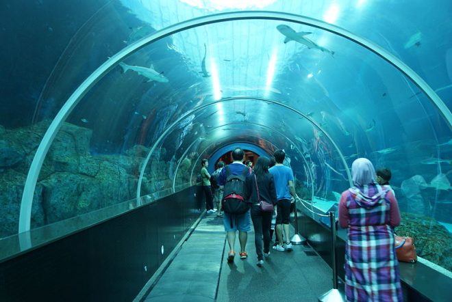 Shark Seas, S.E.A. Aquarium