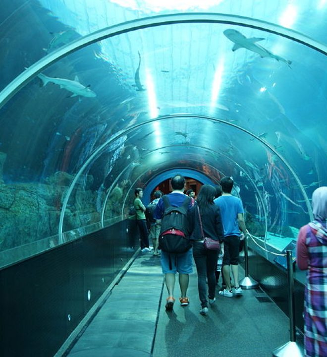Shark Seas, S.E.A. Aquarium