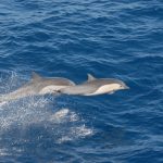 Dolphins