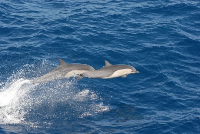 Dolphins