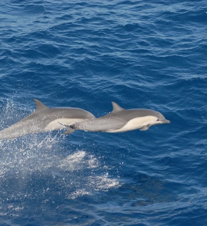 Dolphins