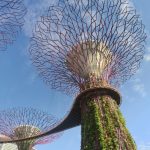 Supertree Grove in Singapore