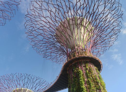 Supertree Grove in Singapore