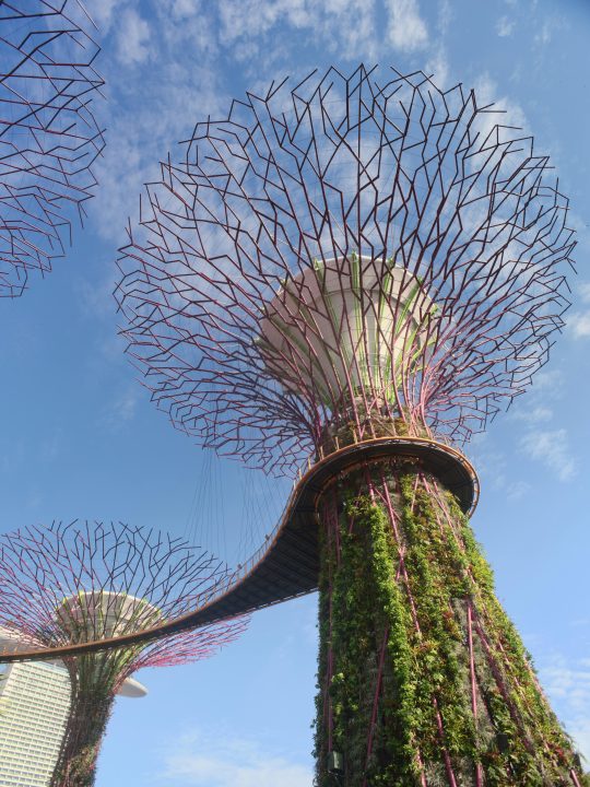 Supertree Grove in Singapore